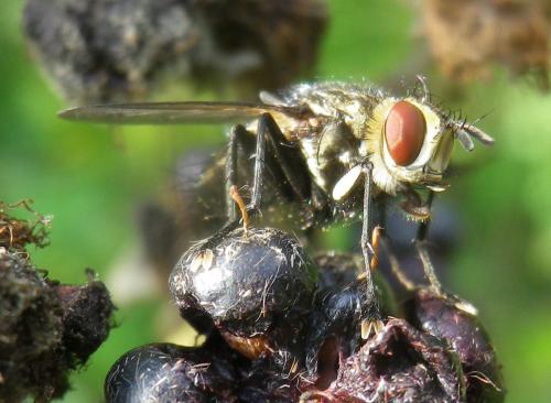 Exorista larvarum